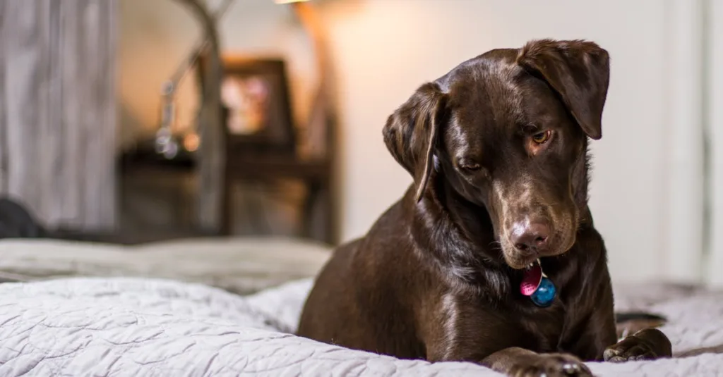 Cute chocolate labrador lying on a bed indoors, looking curious.
