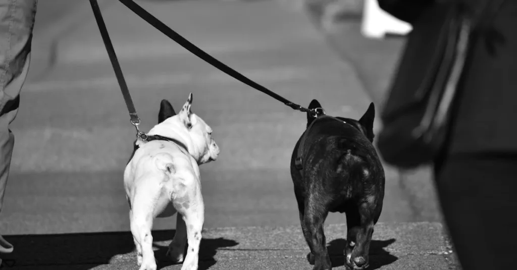 Image illustrant dressage chez le bouledogue français.
