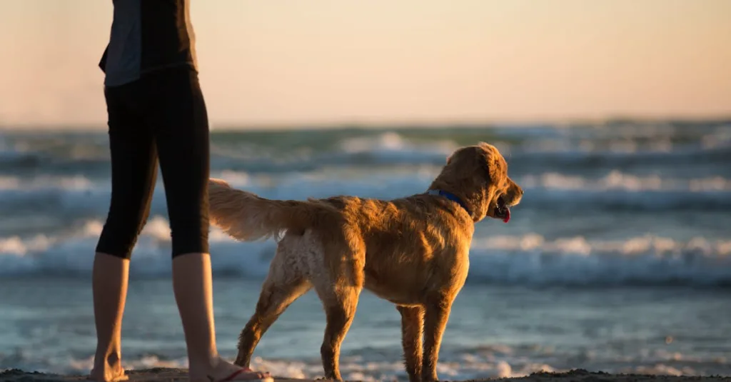A golden retriever and woman enjoying a serene sunset at Sauble Beach, Ontario.