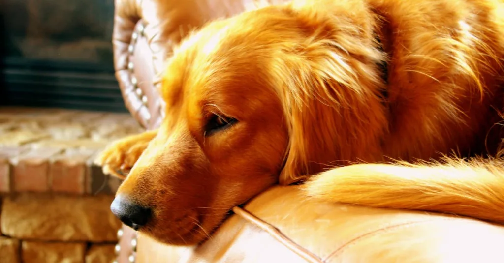 Un golden retriever est confortablement allongé sur un canapé en cuir à l'intérieur, mettant en valeur sa douce fourrure.