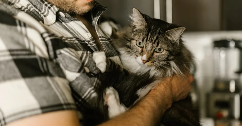 A bearded man in plaid holding a fluffy tabby cat indoors, showcasing a cozy pet moment.