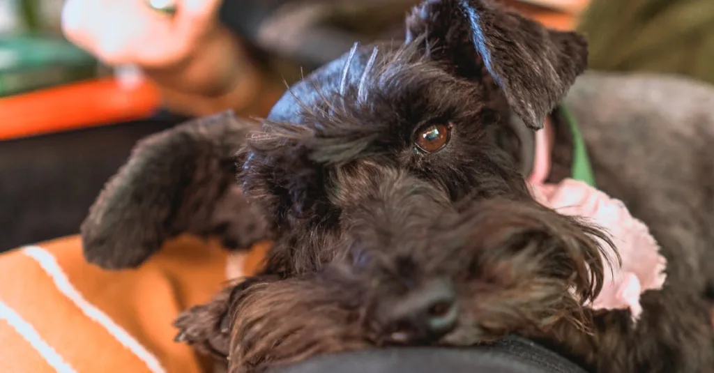 Close-up of a cute Miniature Schnauzer dog lounging on a lap indoors.