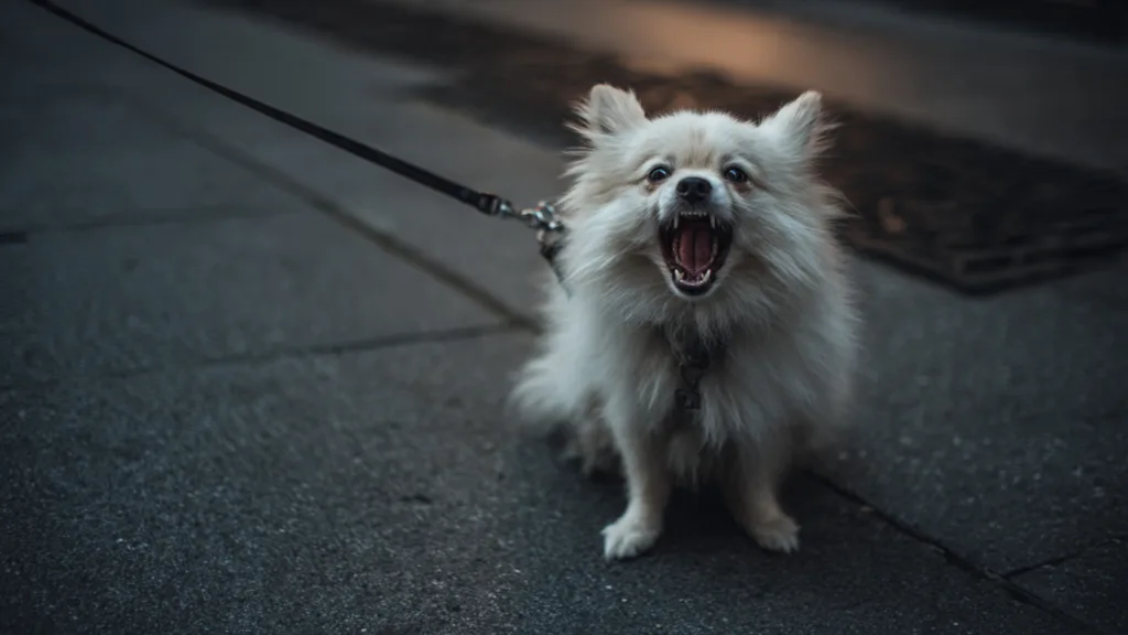 Photo : Un beau petit chien de race Spitz qui se débat comme un diable au bout de sa laisse en pleine rue
