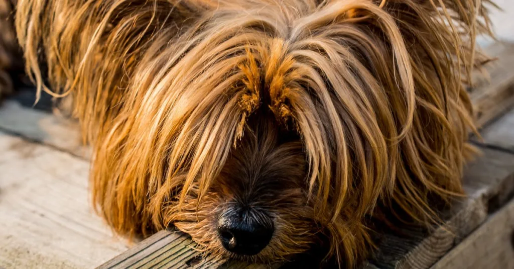 Close-up of a cute Yorkshire Terrier with lush fur relaxing on a wooden deck.
