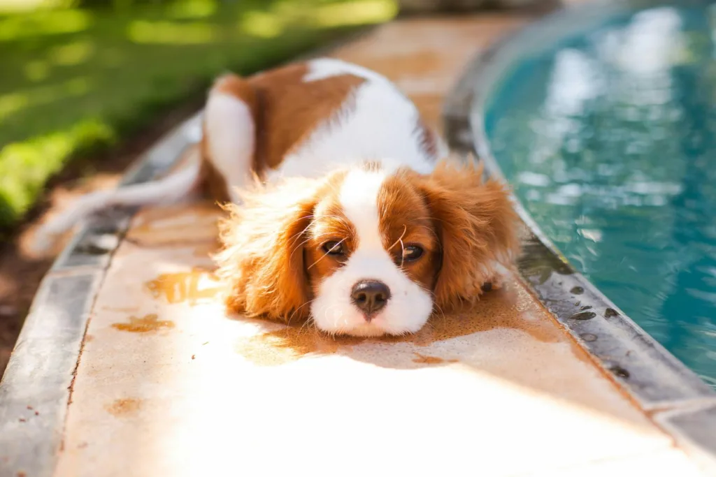 Emergency Cold Care: photo : Essential Tips for Your Chilly Cavalier King Charles Spaniel