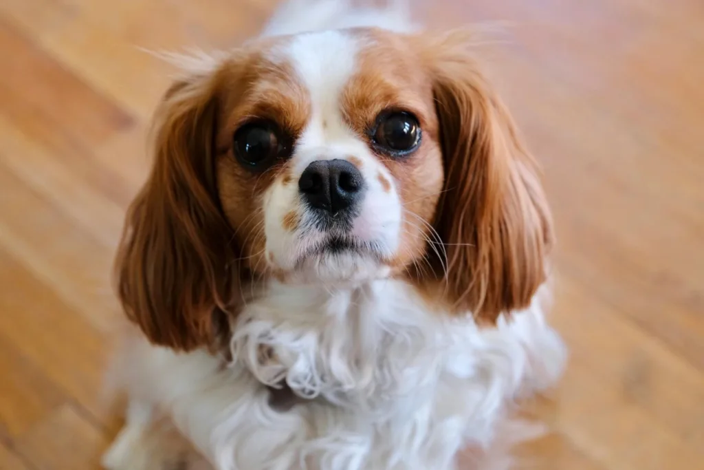 cavalier king charles chiot - dressage