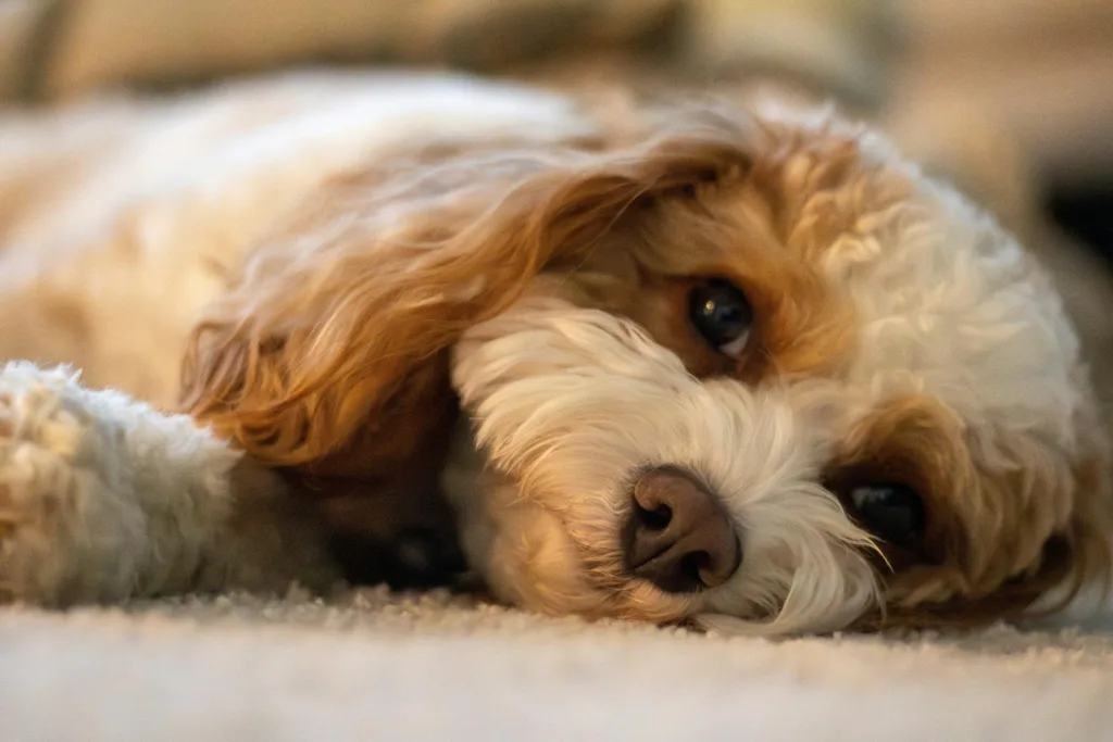 photo : Is the cavalier king charles spaniel right for me?