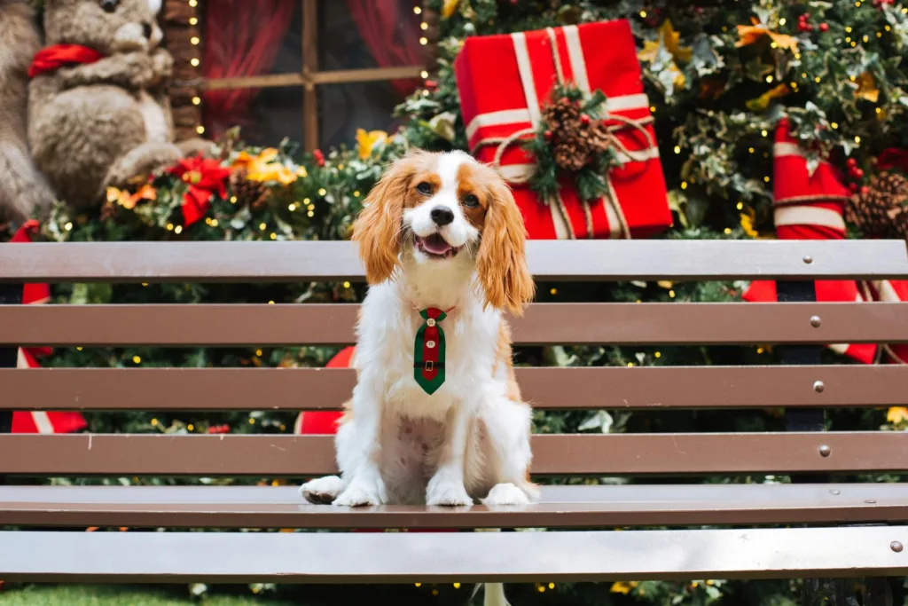 photo : Is the cavalier king charles spaniel right for me?
