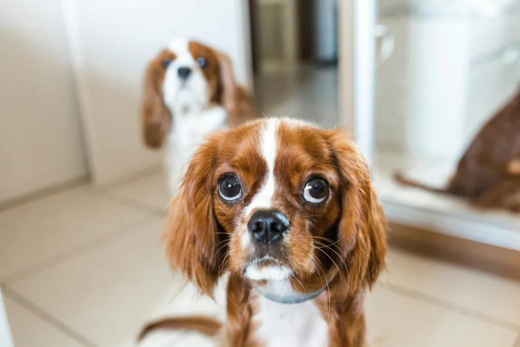 cavalier king charles chiot - alimentation