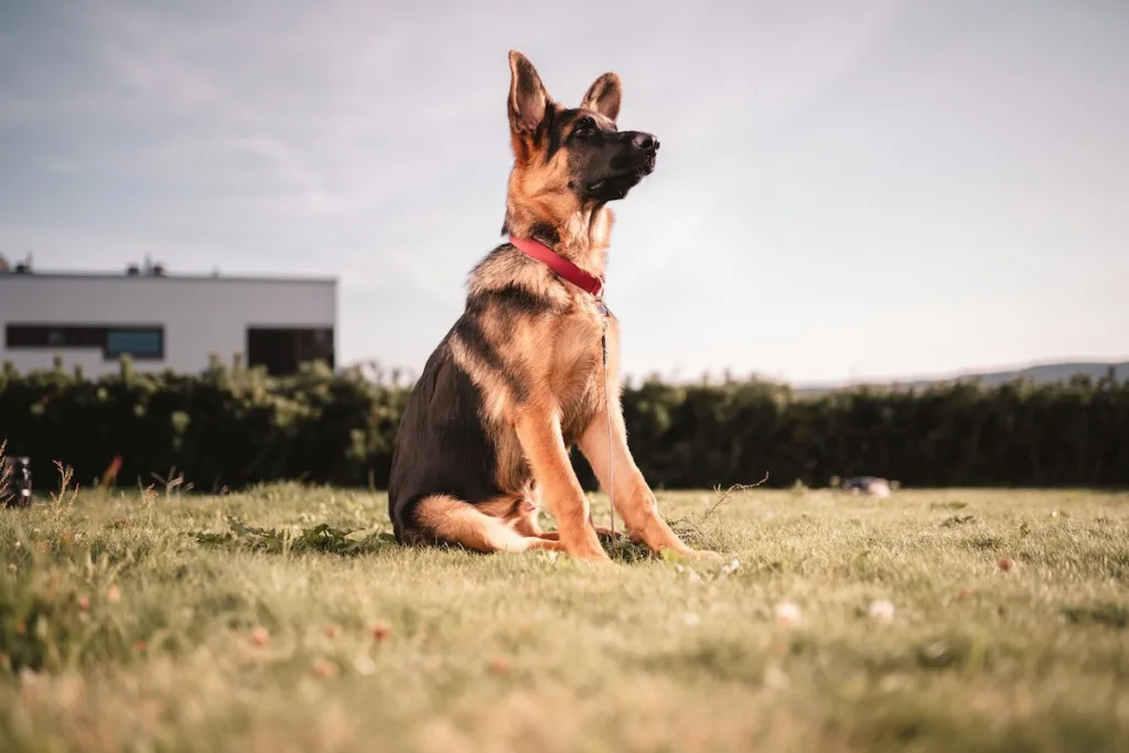 photo : Is the german shepherd right for me?