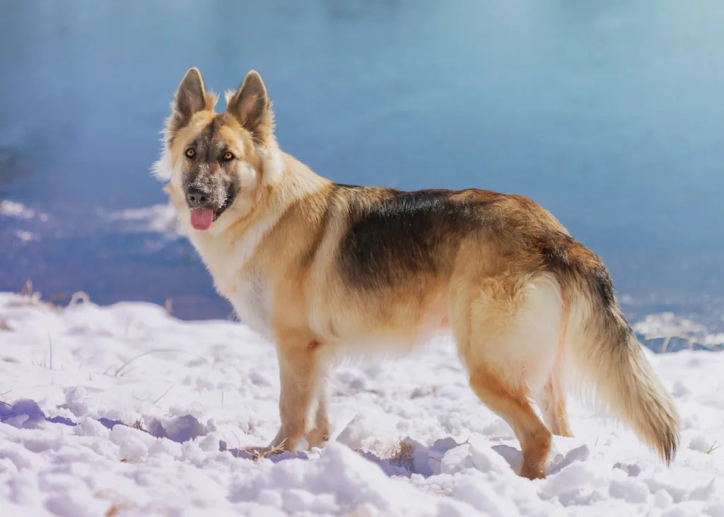 photo German Shepherd winter care