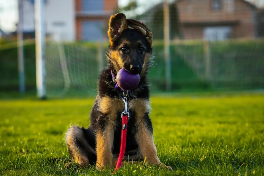 photo : Is the german shepherd right for me? FAQ