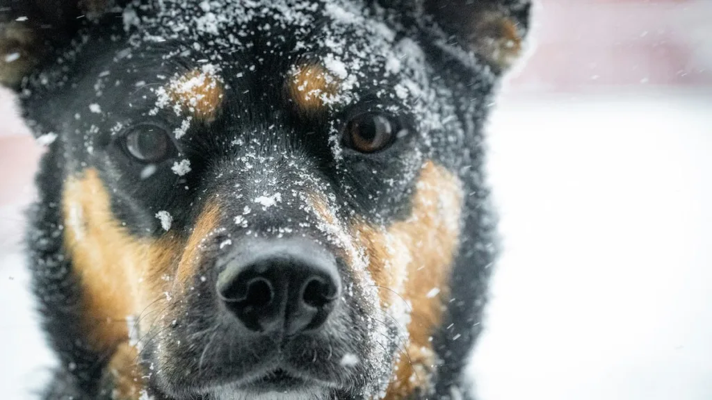 Dog : German shepherd care ways in winter