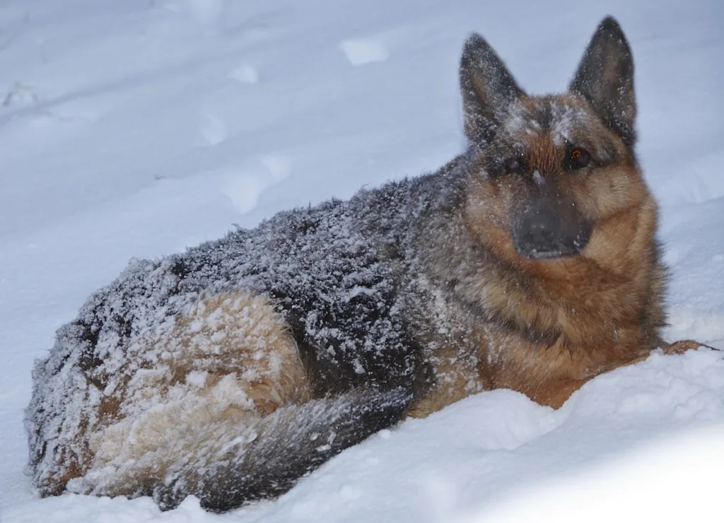 Do German Shepherds Get Cold? Everything Owners Need to Know