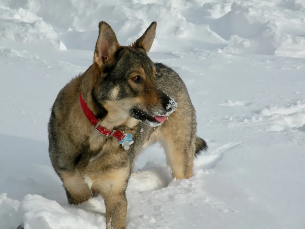 photo German Shepherd winter care