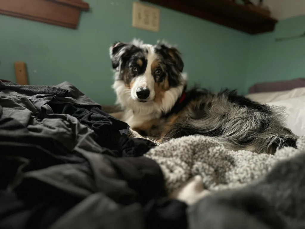 photo : Is the Australian Shepherd Right for Me? An Honest Guide