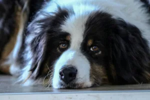 Australian Shepherd – Characteristics, Training & Care Guide