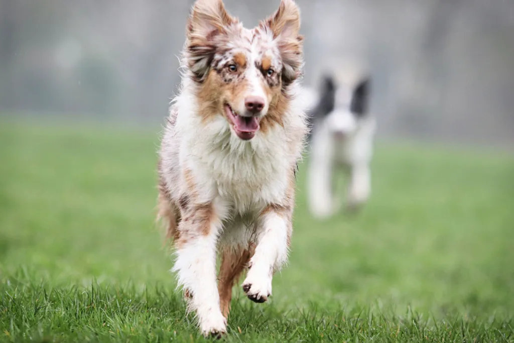photo : Is the Australian Shepherd Right for Me? Your Honest FAQ Guide