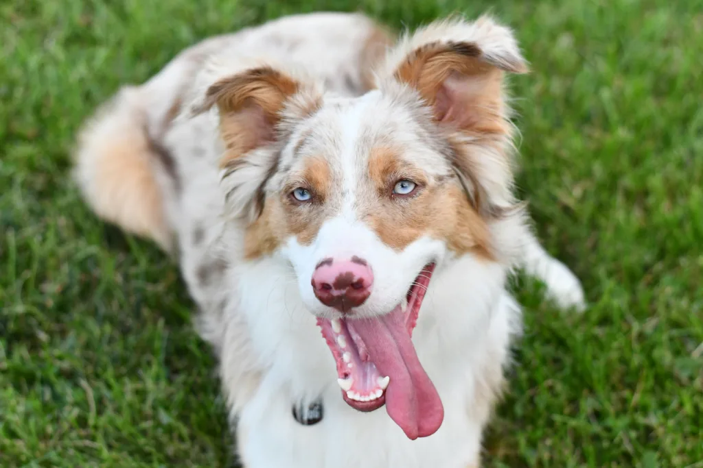 photo : Is the Australian Shepherd Right for Me? Your Ultimate Checklist