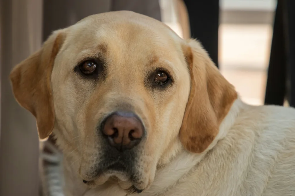 photo : Is the Labrador Retriever Right for Me? Your Honest Checklist