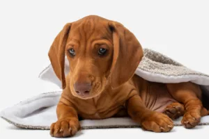 Dachshund: temperament, care and essential tips