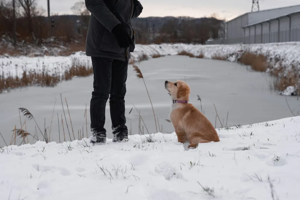 photo Golden Retriever, en hiver dans la neige