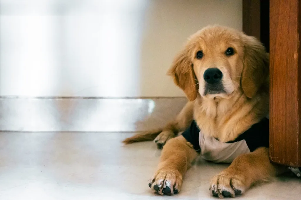 photo : Is the golden retriever right for me? Guide