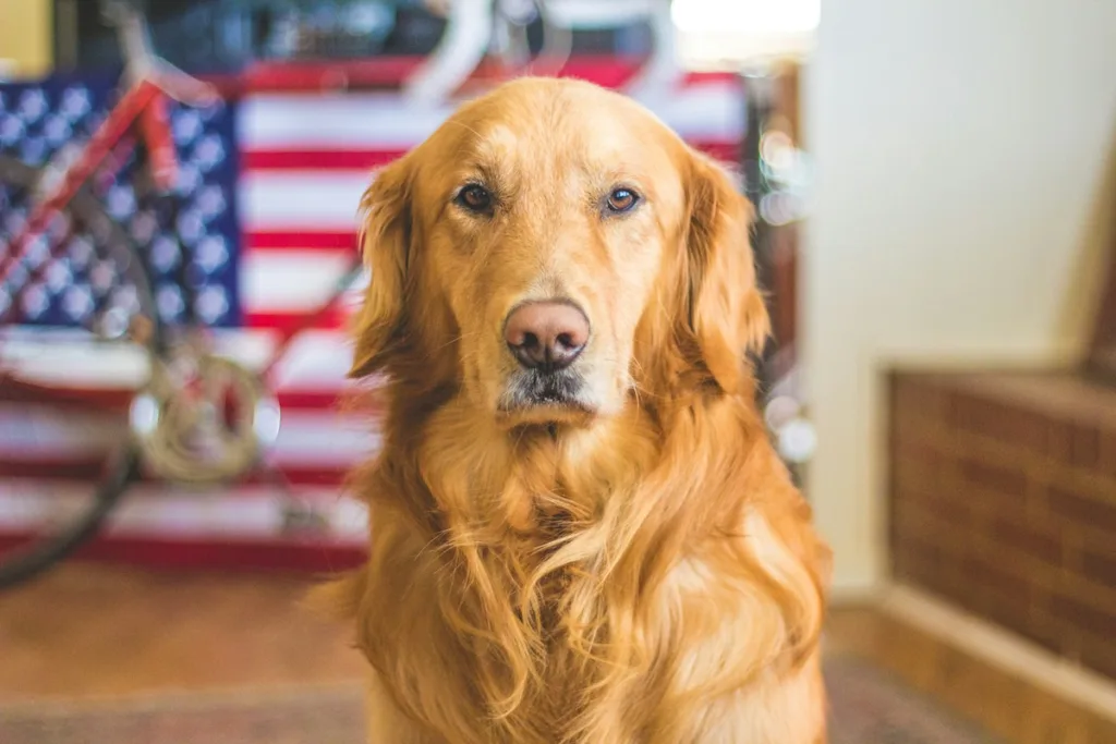 photo : Is the Golden Retriever Right for Me? Your Honest FAQ Guide