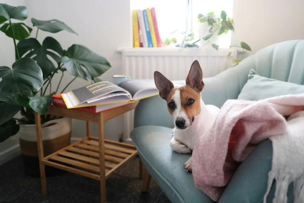 Jack Russell qui a froid : 5 signes à reconnaître et nos solutions pour le réchauffer