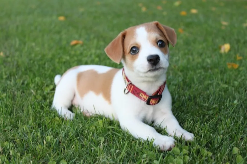 photo : Is the jack russell terrier right for me? FAQ