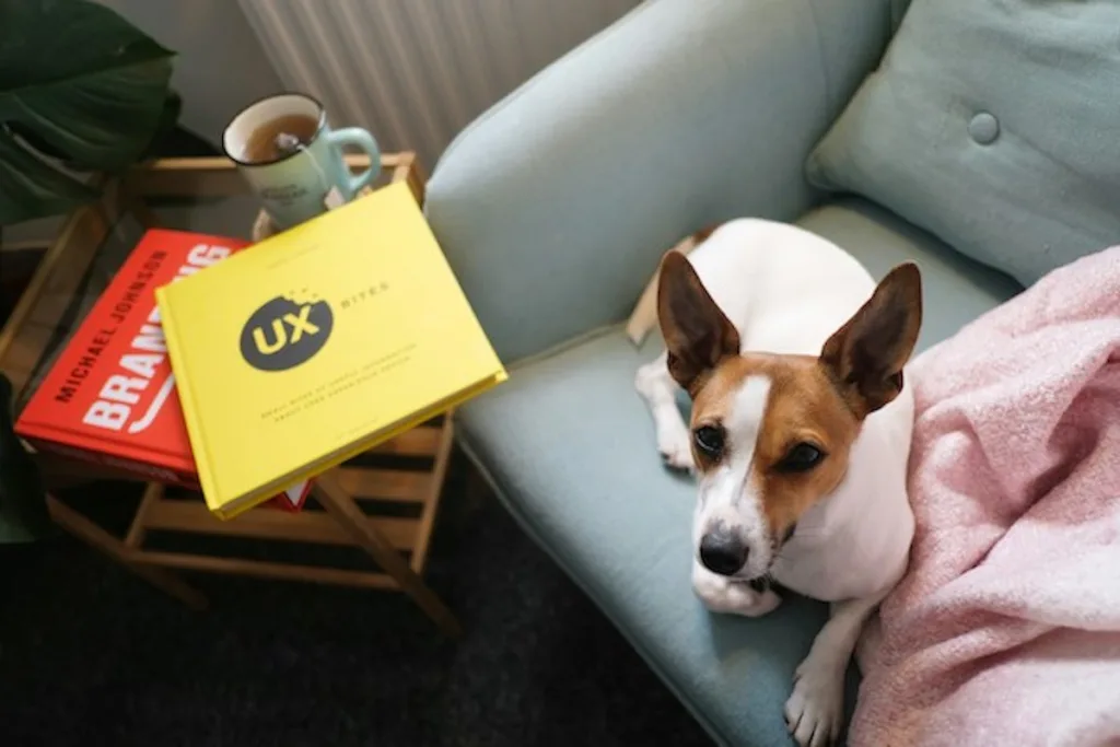 Jack Russell et Froid : Vos Questions, Nos Solutions pour un Hiver Serein