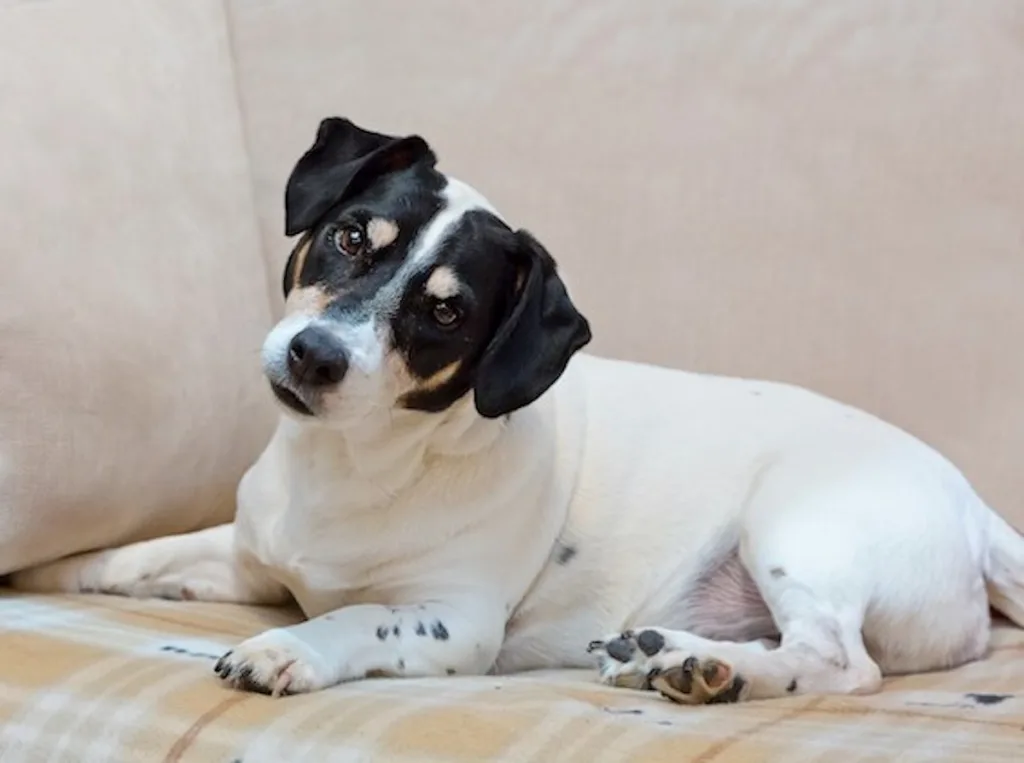 Conseils d’Urgence pour les Articulations de Votre Jack Russell : Solutions Immédiates pour l’Hiver
