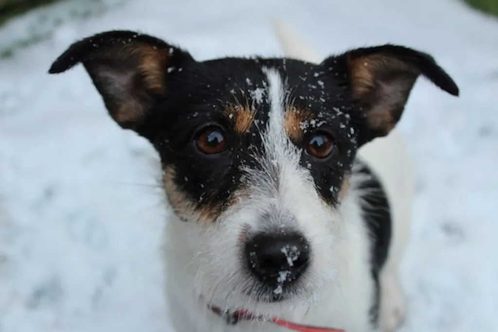 photo : The Quick & Essential Cold Weather Guide for Your Jack Russell Terrier