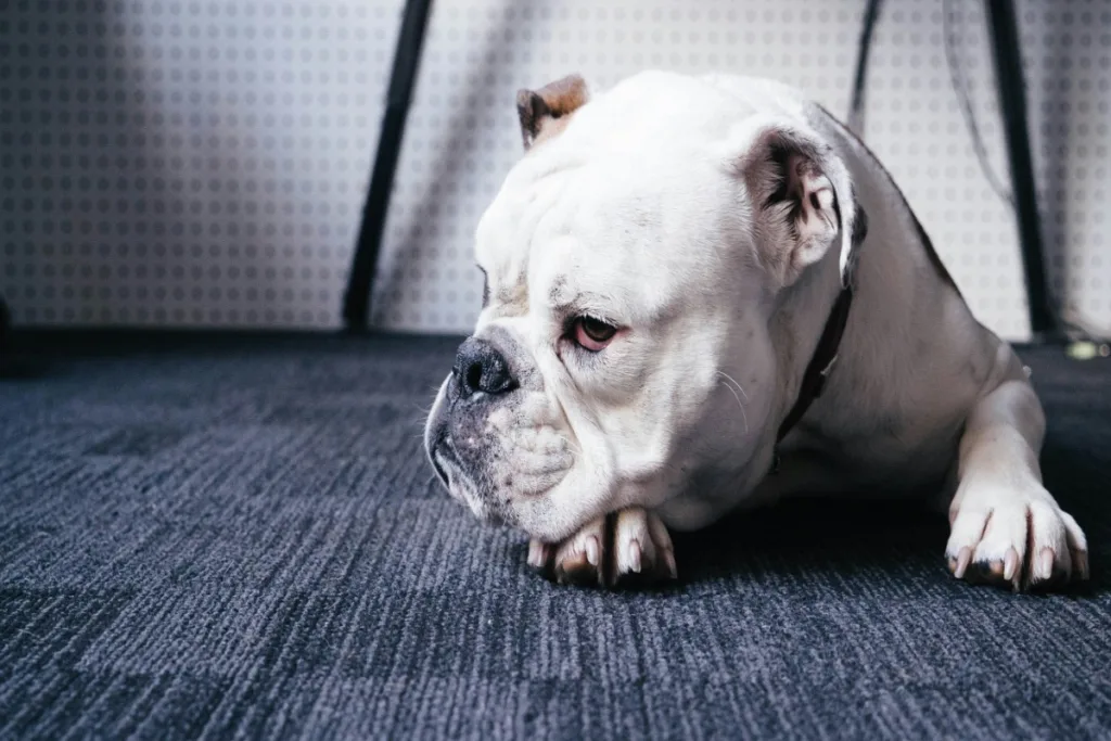 photo : Is the english bulldog right for me? Checklist