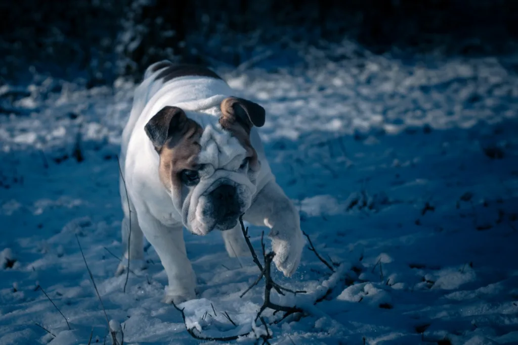 photo : Quick Fixes for a Cold English Bulldog: Your Step-by-Step Warming Guide