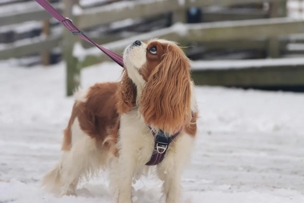cavalier king charles hiver neige