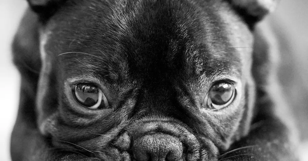 bouledogue français chiot - alimentation