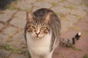 European Shorthair – Personality, Care & Health