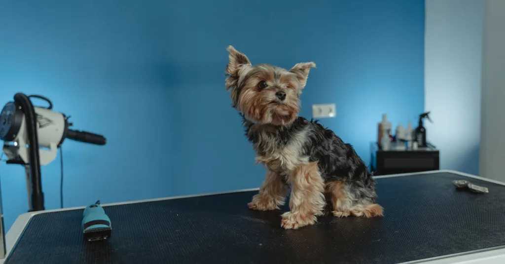 yorkshire terrier chiot - alimentation