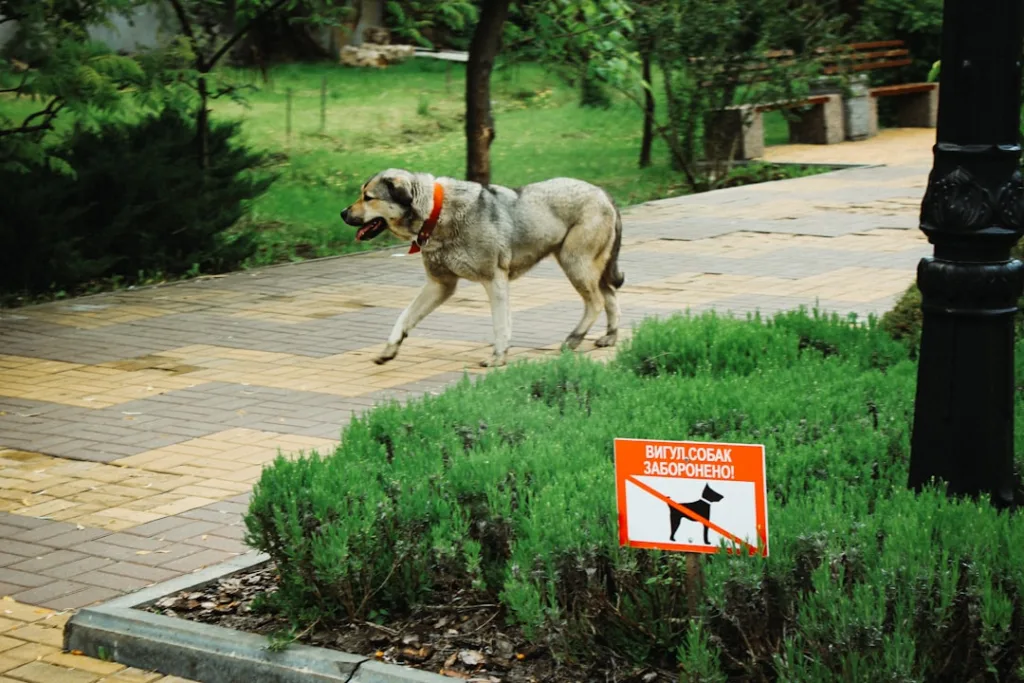 border collie chien - sécurité intérieure