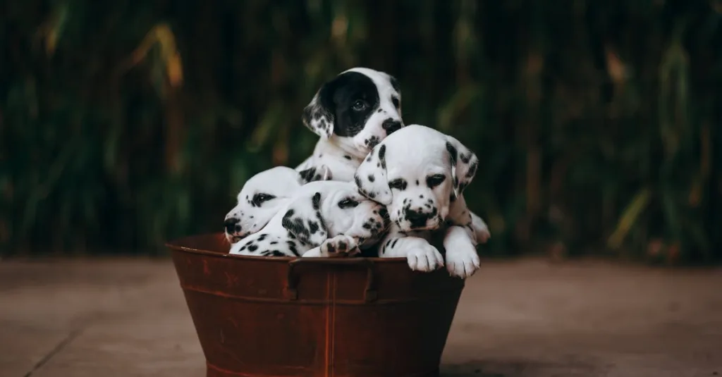 dalmatien chiot - santé