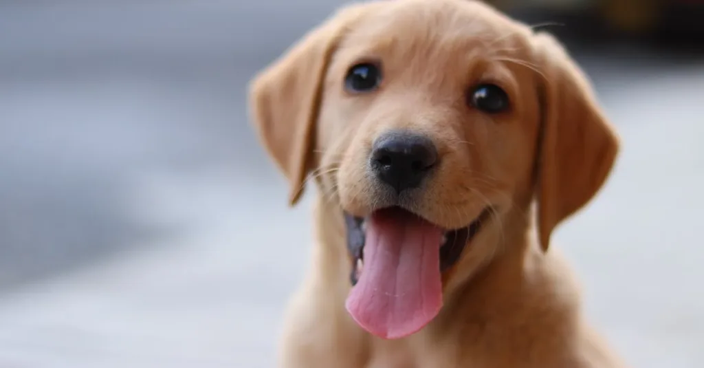 golden retriever chien - froid