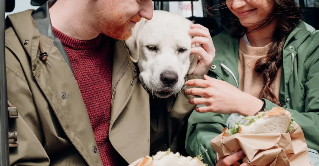 labrador chien - articulations