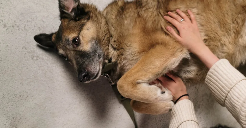 berger allemand chien - froid