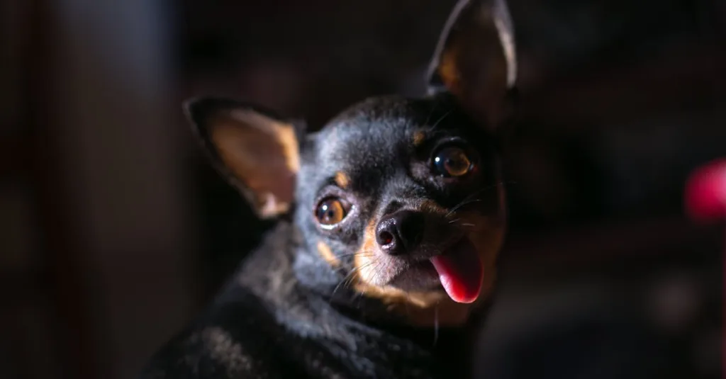 chihuahua dog - cold