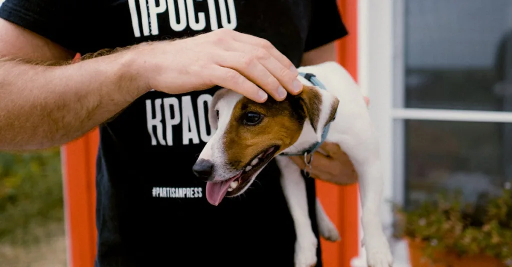 jack russell chiot - laisse