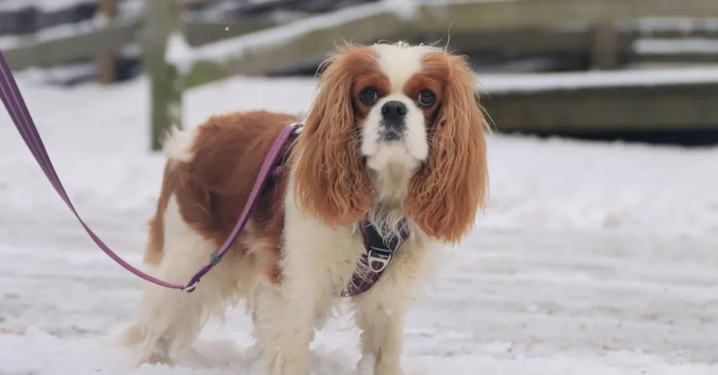 cavalier king charles chien - articulations
