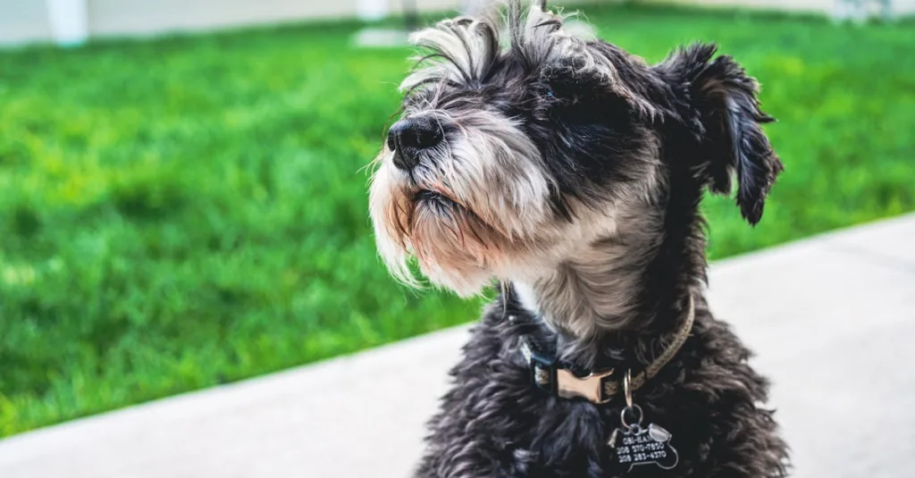 schnauzer chiot - alimentation