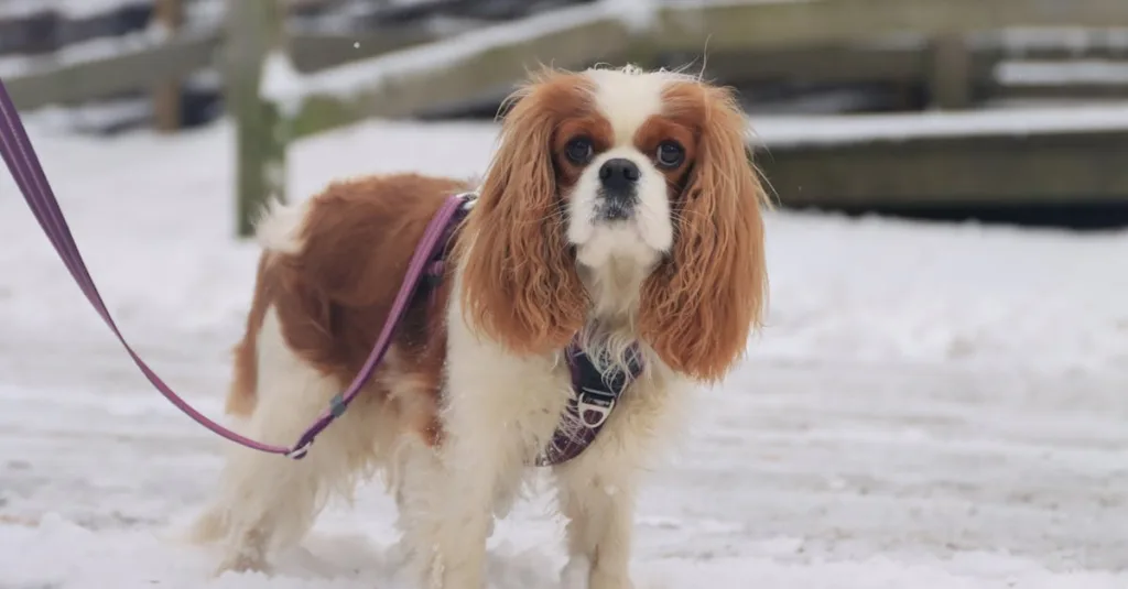 cavalier king charles chiot - alimentation