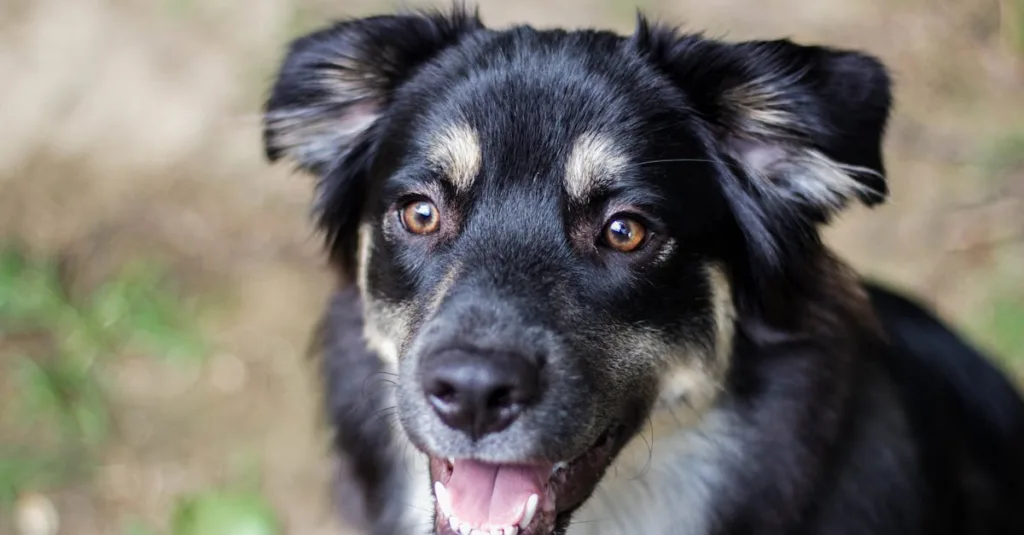 berger allemand chiot - alimentation